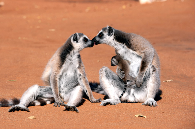 Ring-tailed lemurs